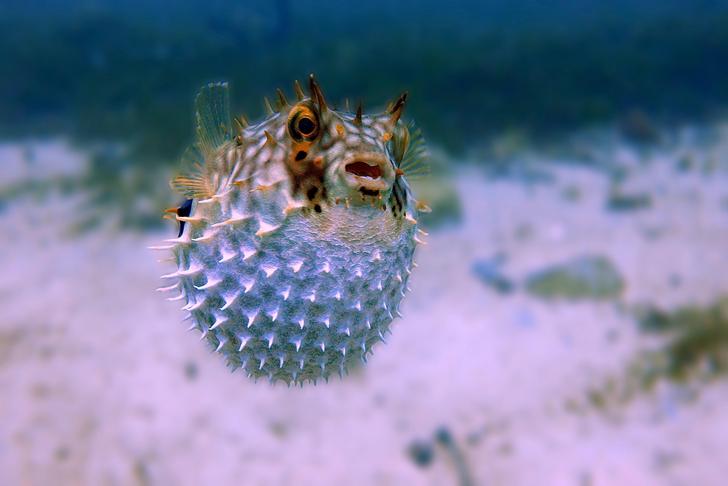 bloated pufferfish