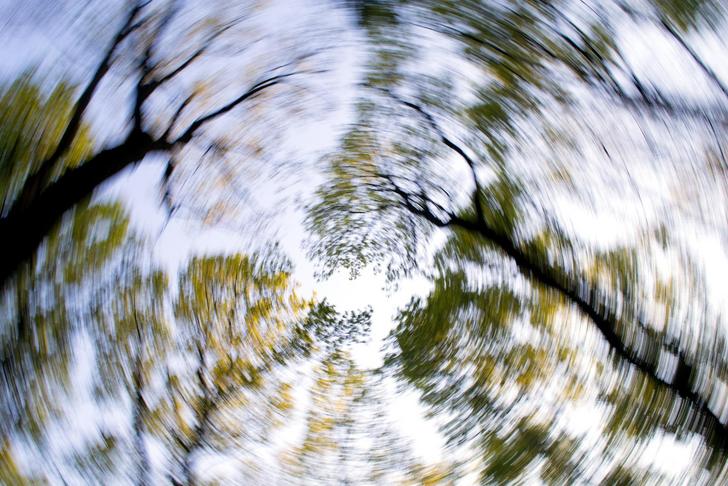 blurry trees