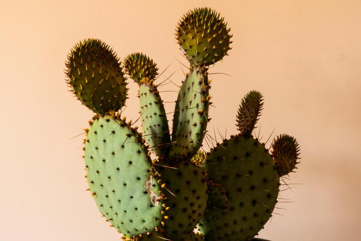 cacti