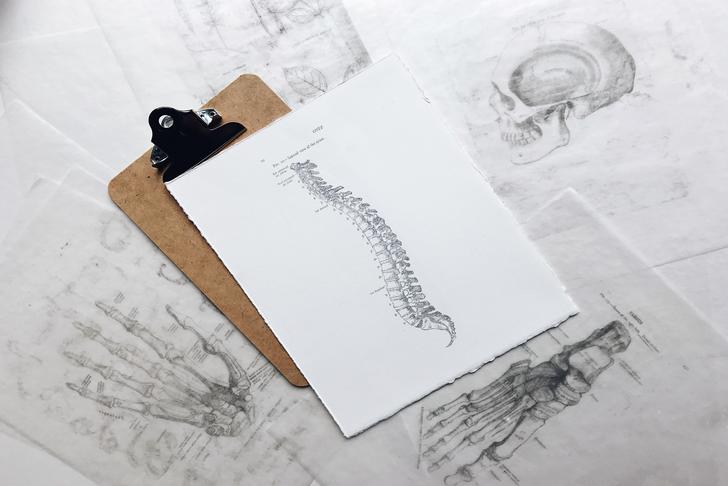 drawing of a spine