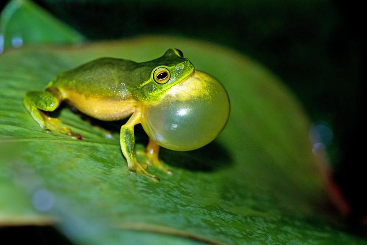 frog with swollen vocal sac