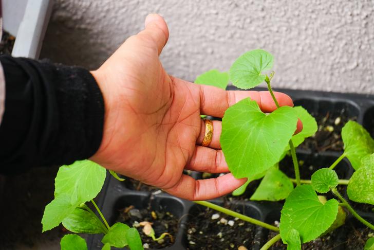 horticultural therapy