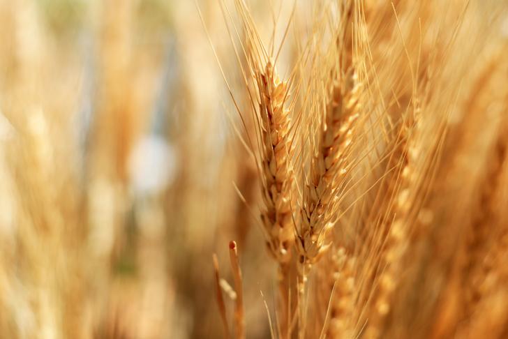 oats and-barley