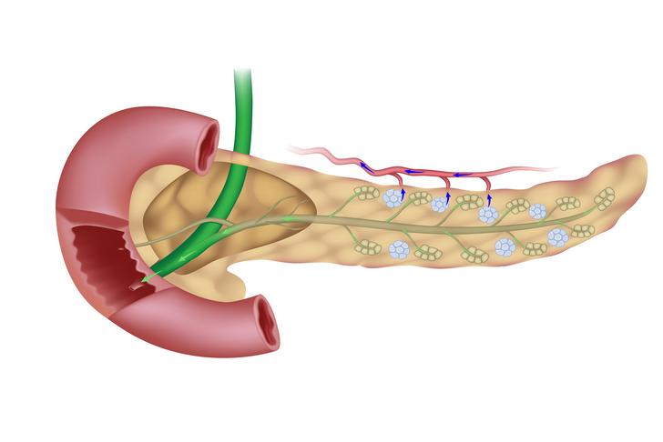 pancreas