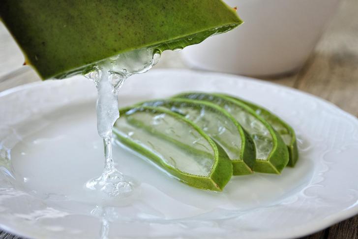 pieces of aloe vera cross sections on a white place