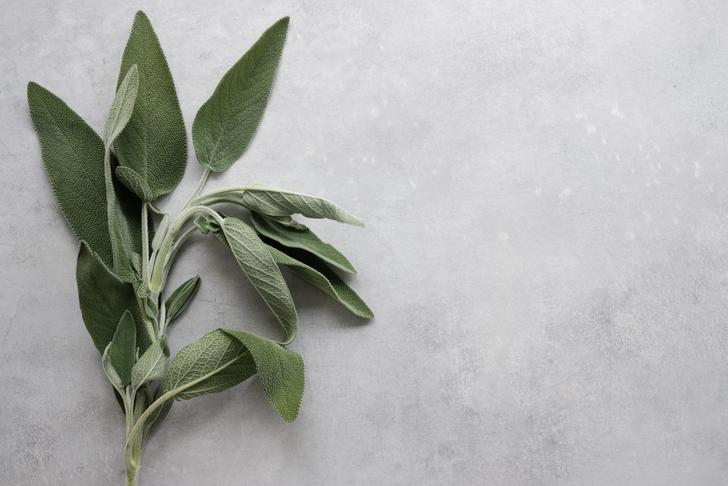 sage leaves on a white surface