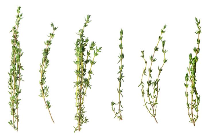 thyme toothache