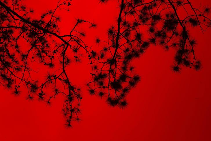 tree branches with a red filter