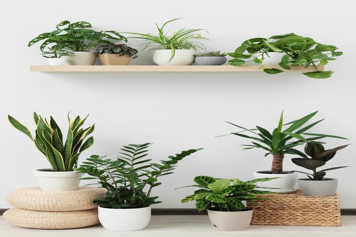 various houseplants-on-shelves